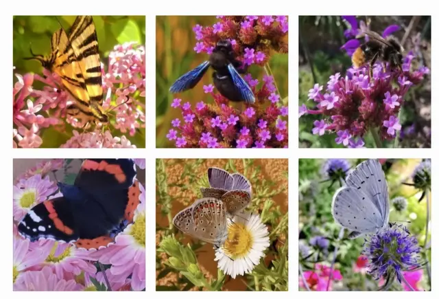 Seit letztem Jahr kommen Stieglitze zu uns, da sie die verblühten Samen der Witwenblume lieben. Im Herbst habe ich noch 3 Sommerflieder gesetzt, um noch mehr Schmetterlinge in den Garten zu bekommen. Die Rotschwänzchen, Amsel und Maisen nisten gerne in unserer Klima Oase. Auch Habicht, Eulen, Bussard usw. lassen sich manchmal am Dach nieder, um unsere Blütenpracht zu bestaunen. | Foto: Reiterer