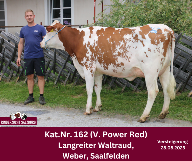 Gerald Langreiter (Weber Saalfelden) mit der Fleckvieh-Jungkuh, die den Tageshöchstpreis erzielt hat. | Foto: Rinderzuchtverband Salzburg