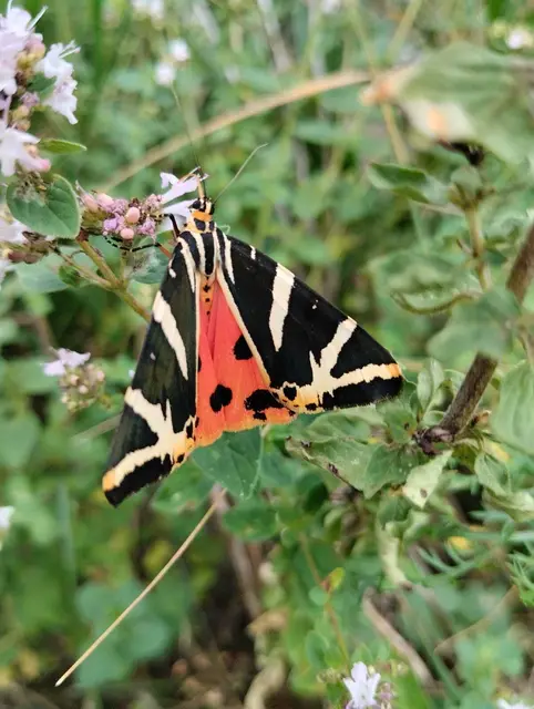 "Aus Laub, Rinden, Ernteabfall, Gräsern oder Heu wird Humus erzeugt." | Foto: Kowarik