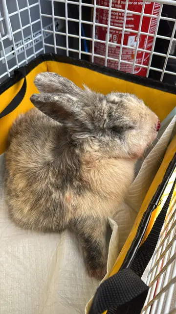 Verletztes Kaninchen in Krenglbach gerettet – nun wartet es in der Tierklinik Sattledt auf seinen Besitzer oder seine Besitzerin. | Foto: THG