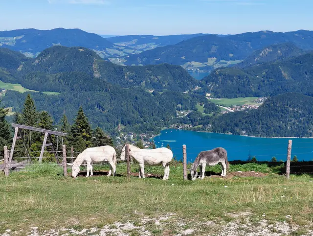 Bei der Lärchenhütte! | Foto: H.Bachinger