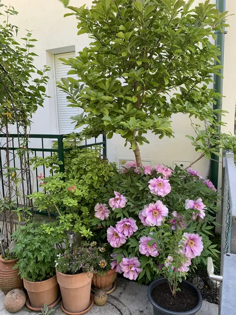 Hier erblüht gleich eine ganze Terrasse. | Foto: Tobner-Stattersdorfer