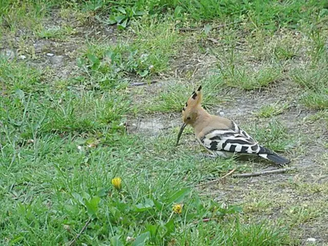 "Mein Garten darf der Naturschaffung gerecht sein, ob Maden, Nessel, Würmer, jeder an Insekten und Vögel findet eine Köstlichkeit darin..." | Foto: Kreuter