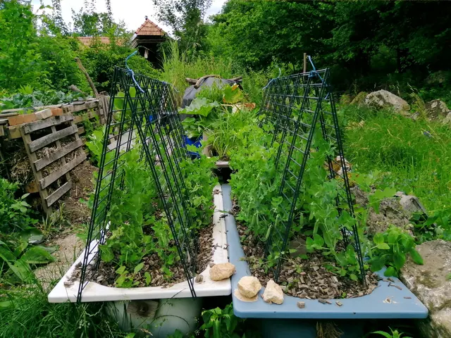 "Der Grundgedanke bei meinem Garten ist, das Gieß- oder auch Regenwasser durch die Badewannen, aber auch durch, in den Hochbeeten eingebauten, Duschtassen zu speichern und am Abfließen zu hindern.
Durch eine dicke Mulchschichte wird die Oberflächenverdunstung minimiert. Sollte es doch notwendig sein, zu giessen, wird das Wasser durch Giesstrichter genau dort hingebracht, wo es benötigt wird. Nämlich zu den Pflanzenwurzeln. Natürlich wird, im Sinne einer Kreislaufwirtschaft, alles organische Material aus Küche und Garten kompostiert." | Foto: Baumgartner