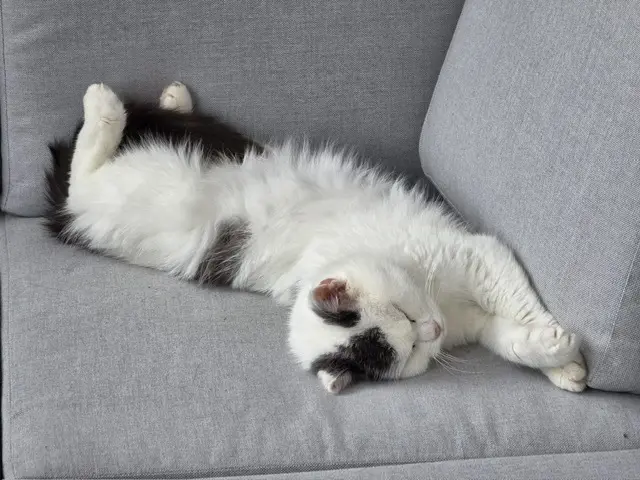 Endlich ein Zuhause. Für Katzenoma Astrid gibt es endlich ein Happyend. | Foto: Zeilinger