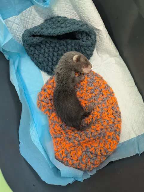 Das verwaiste Jungtier wurde von einem aufmerksamen Tierfreund gefunden und ins Tierschutzhaus in Vösendorf gebracht. | Foto: TSA