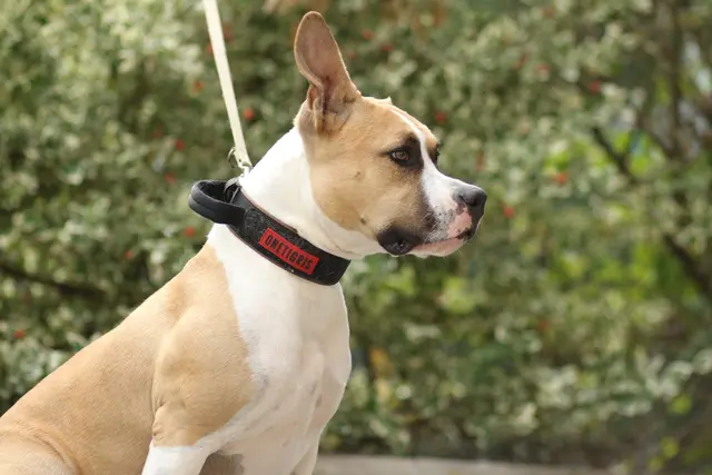 American Staffordshire Terrier Franky  | Foto: Tierschutzverein Tirol