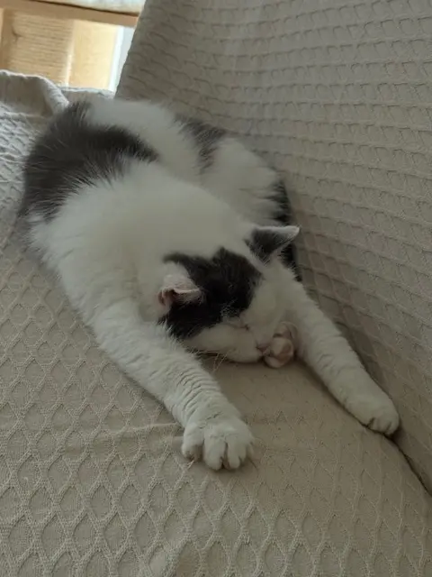 Endlich ein Zuhause. Für Katzenoma Astrid gibt es endlich ein Happyend. | Foto: Zeilinger