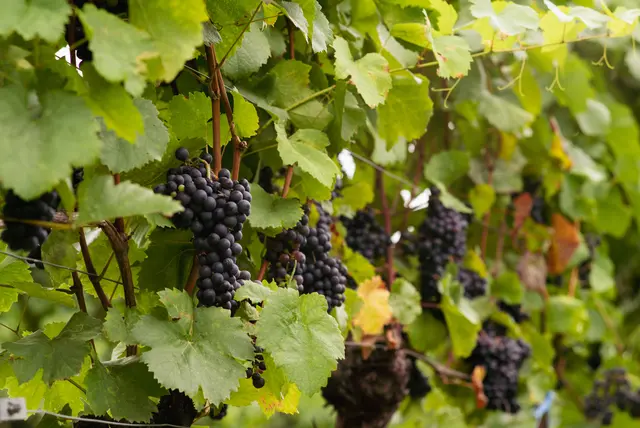 Auf geht's zum 24. Weinheurigen der Feuerwehr Payerbach. | Foto: Santrucek