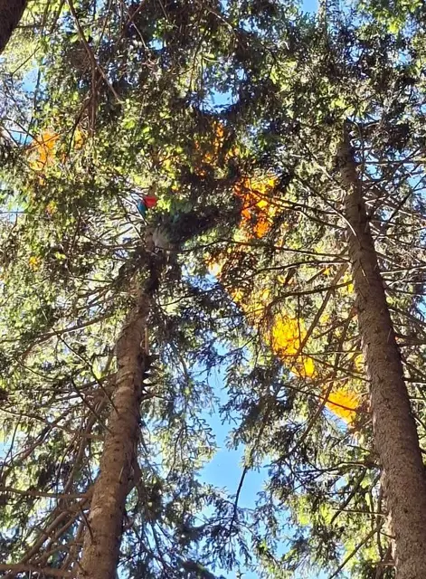 Foto: Freiwillige Feuerwehr Krispl