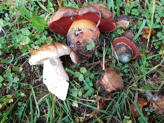 Anfänger sollten sich beim Pilzesammeln auf Röhrlinge konzentrieren, da diese Gruppe nur sehr wenige giftige Arten hat. | Foto: Pucher