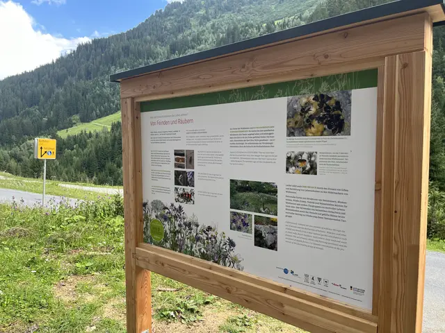 Thementafeln erzählen alles rund um die Bienen. | Foto: KLAR! Arlberg/Patrick Baetz