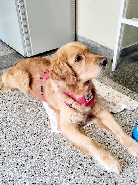 Foto: Rotes Kreuz Schwechat