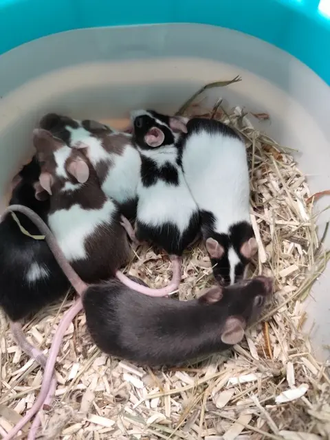 Diese süßen Mäuse gehören einfach zusammen und suchen nun ein Zuhause. | Foto: Arche Wels