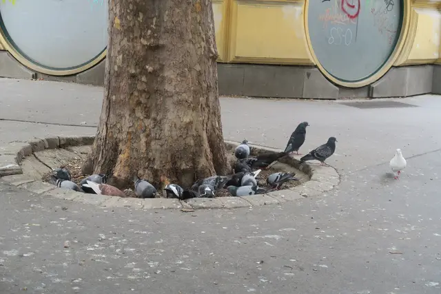 Foto: Patricia Hillinger/MeinBezirk