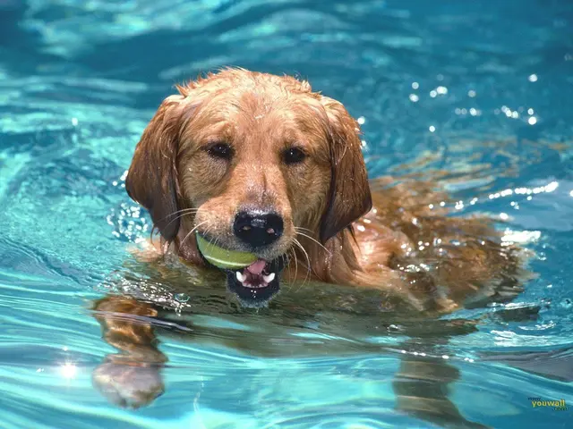 Am letzten Ferientag dürfen Hunde im Asia Spa Leoben auf Tauchstation gehen. | Foto: MeinBezirk/Florian Haun