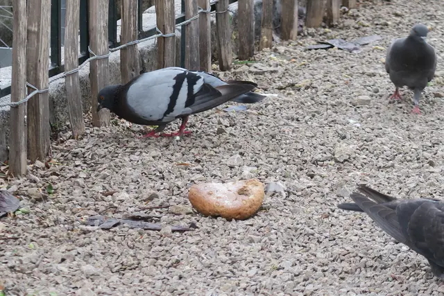 Foto: Patricia Hillinger/MeinBezirk