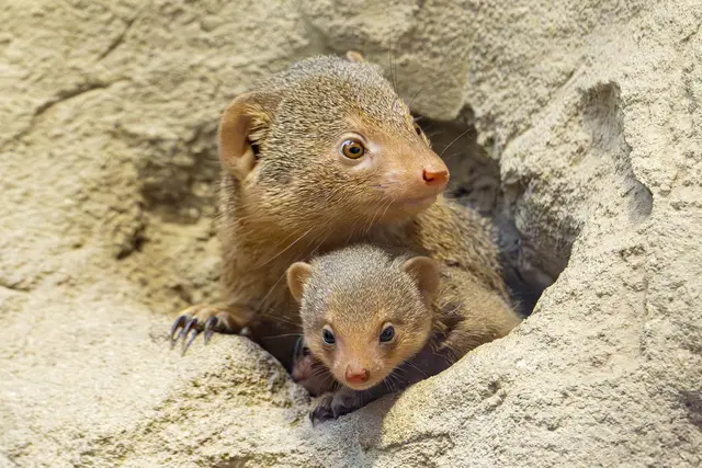 Eines von vier Zwergmangusten, die im Juli im Tiergarten Schönbrunn zur Welt gekommen sind.  | Foto: Daniel Zupanc