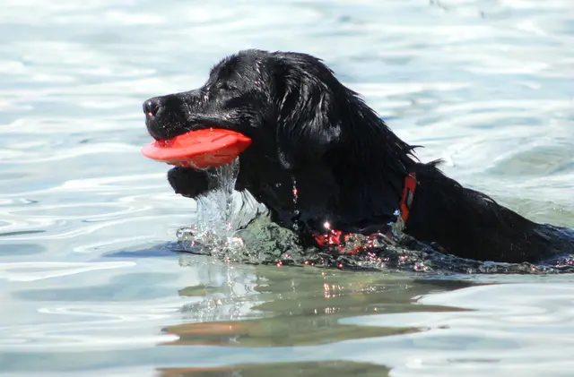 Viele Hunde lieben das Wasser – doch man muss erst ein Platzerl finden, wo auch Vierbeiner baden dürfen. | Foto: Jungwirth