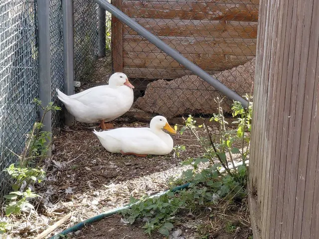 Stan und seine Dorothy suchen ein gemeinsames Zuhause. | Foto: Tierheim Ternitz