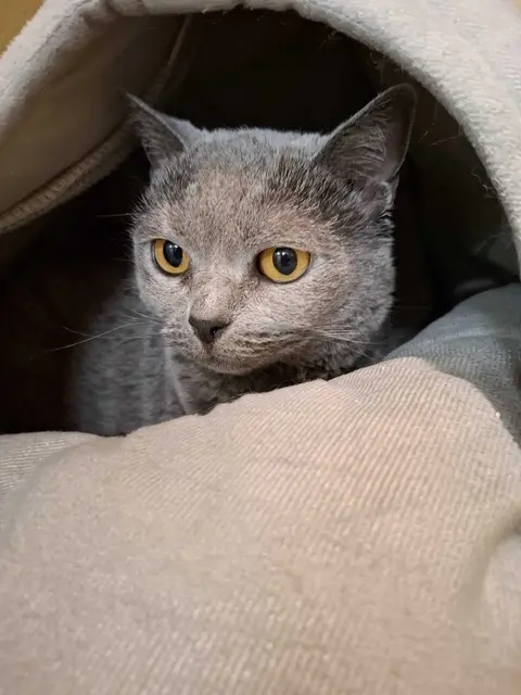 Luna | Foto: Pfotenhilfe