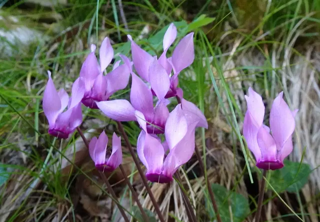 Auf dem Weg nach oben duftet es nach Zyklamen.