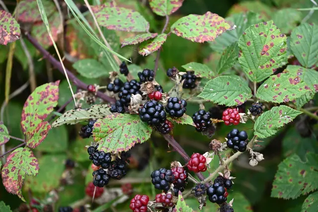 Brombeeren sind schon reif