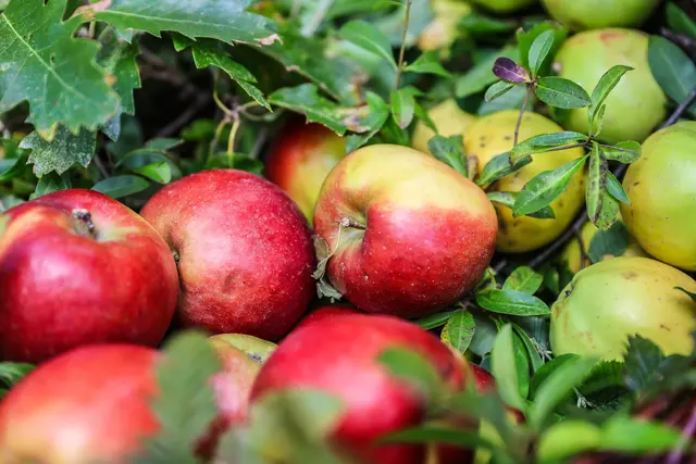 Obstbaumaktion 2025 läuft noch bis 21. September | Foto: BPWW/N. Novak