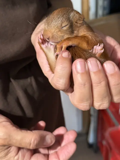 "Jerry" geht es mittlerweile schon viel besser. | Foto: Vier Pfoten Österreich