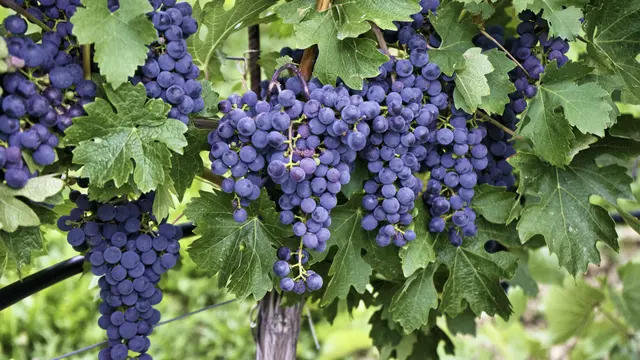 Foto: Markus Achleitner