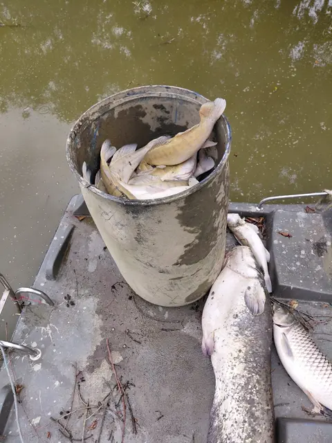 Foto: Fischereiverein Rauchwart