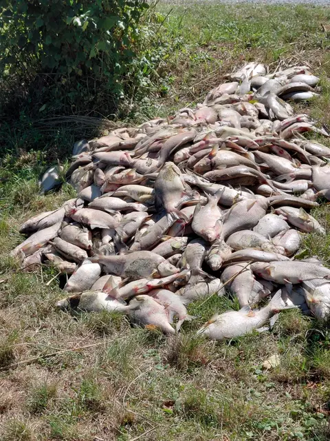 Zwischen 400 und 500 Kilogramm toter Fische wurden aus dem See geborgen. | Foto: Fischereiverein Rauchwart