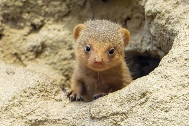 Zwergmangusten zählen zu den kleinsten Mangusten-Arten.  | Foto: Daniel Zupanc