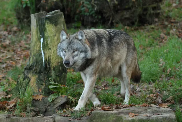 Ein Wolf wurde im Bezirk Spittal abgeschossen. (Symbolfoto) | Foto: hecke/panthermedia.net
