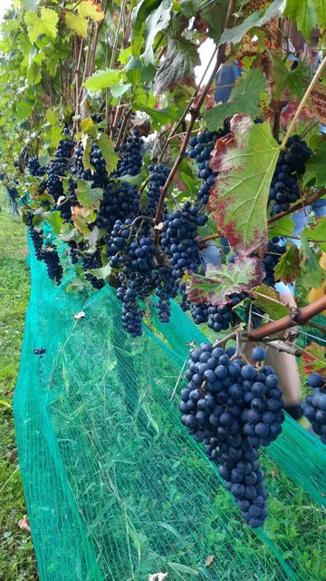 Der Weinhof Lagger verbindet moderne Kellerarbeit mit regional verwurzeltem Weinbau. | Foto: zVg/Lagger