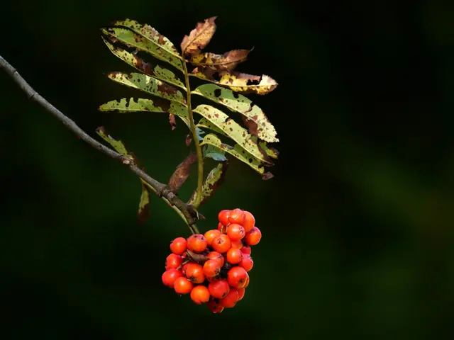 Früchte der Eberesche; © R. Jagersberger