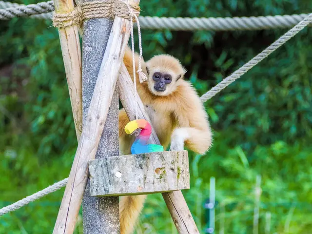 Yuki feiert ihren zweiten Geburtstag im Zoo Salzburg. Die Redaktion wünscht alles Gute! | Foto:  Zoo Salzburg / Angelika Köppl