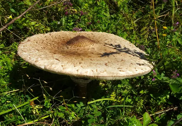 Ein riesiger Parasol