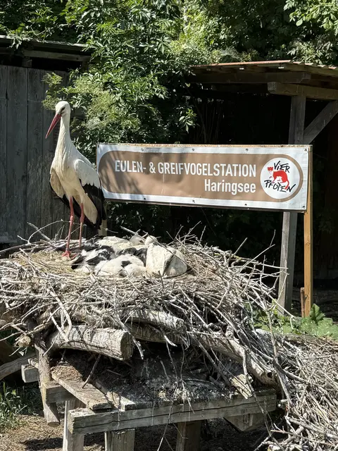 In der von VIER PFOTEN geführten Eulen- und Greifvogelstation Haringsee konnte im Jahr 2024 exakt 2.842 Tieren geholfen werden.  | Foto: VIER PFOTEN
