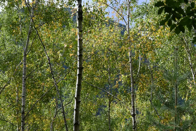 Schon herbstlich