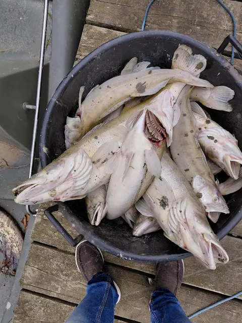 Foto: Fischereiverein Rauchwart
