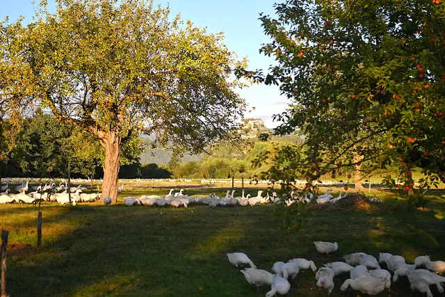 Die "Martinigänse" genießen den Schatten in der Streuobstwiese - im Hintergrund die Burg Hochosterwitz. | Foto: Josef Bodner
