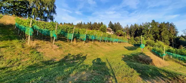 Neben Cabernet Jura und Cabernet Blanc setzt Lagger auch auf die pilzresistente Solaris-Traube. | Foto: zVg/Lagger