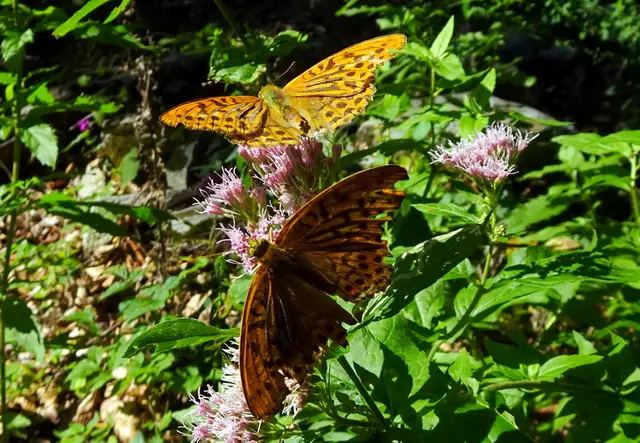 Die Schmetterlinge beim Nektar sammeln