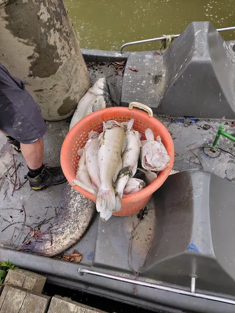Foto: Fischereiverein Rauchwart