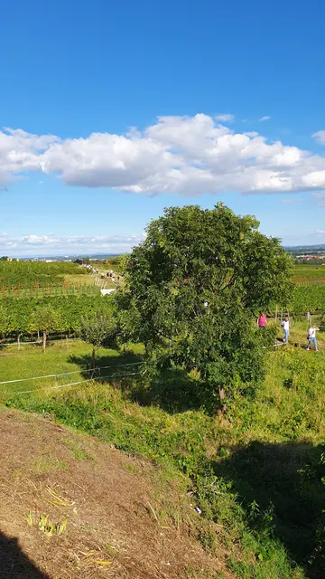 Foto: Philipp Steinriegler