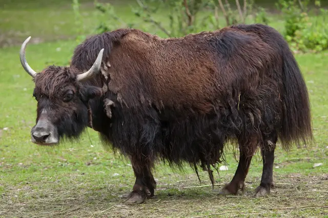 Ein Yak aus einem in Pfunds gastierenden Zirkus war Auslöser des ungewöhnlichen Verkehrsunfalls. (Symbolbild) | Foto: Smarterpix/wrangel