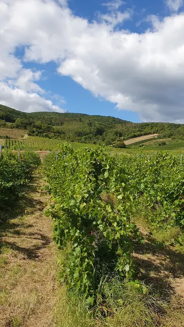 Foto: Philipp Steinriegler