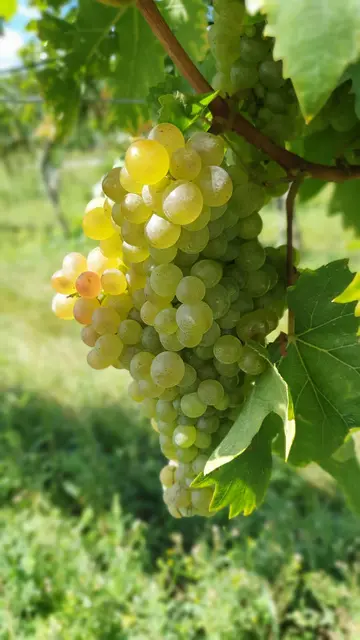 Foto: Philipp Steinriegler