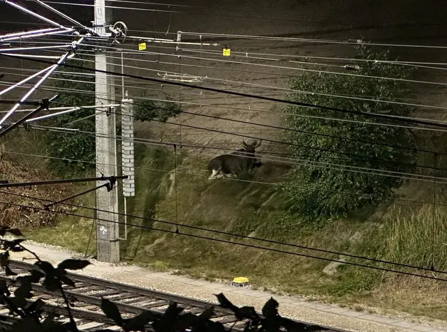 Da ist er, der Elch! Emil hielt sich an der Westbahnstrecke auf. | Foto: DOKU-NÖ